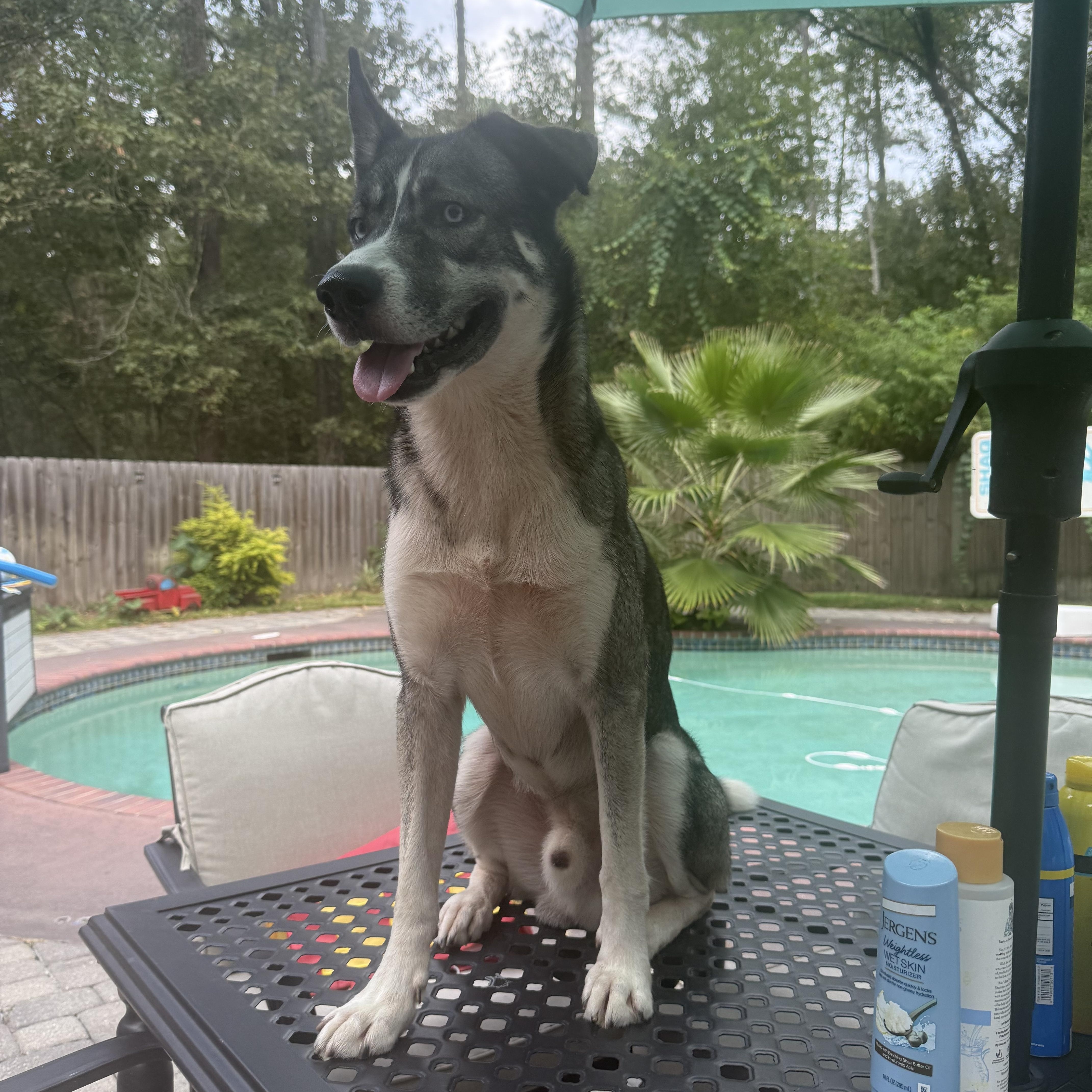 Roman, a ADOPTABLE Husky in Mandeville, LA image 4/6