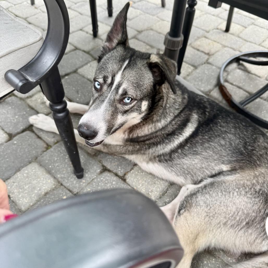 Roman, a ADOPTABLE Husky in Mandeville, LA image 2/6