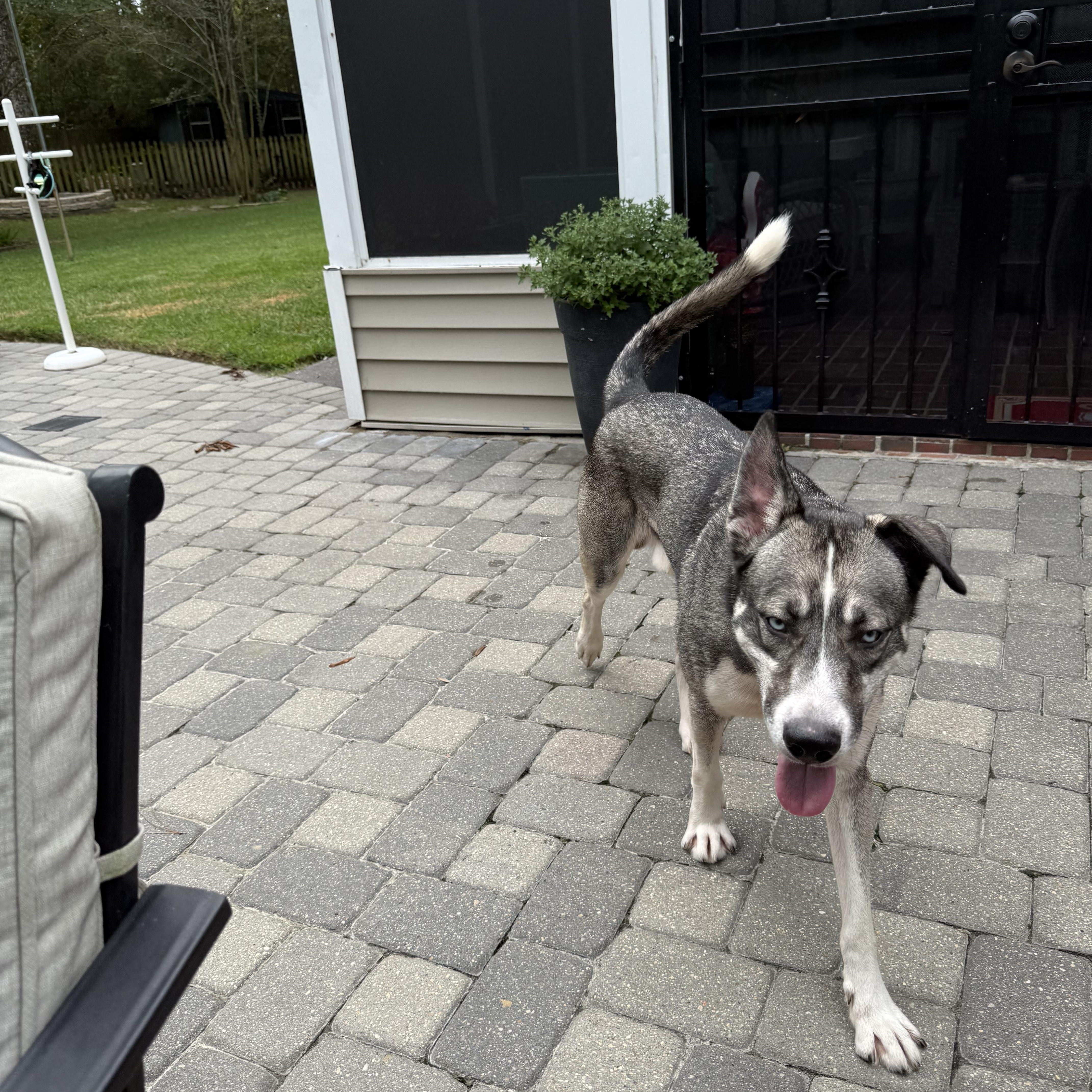 Roman, a ADOPTABLE Husky in Mandeville, LA image 5/6