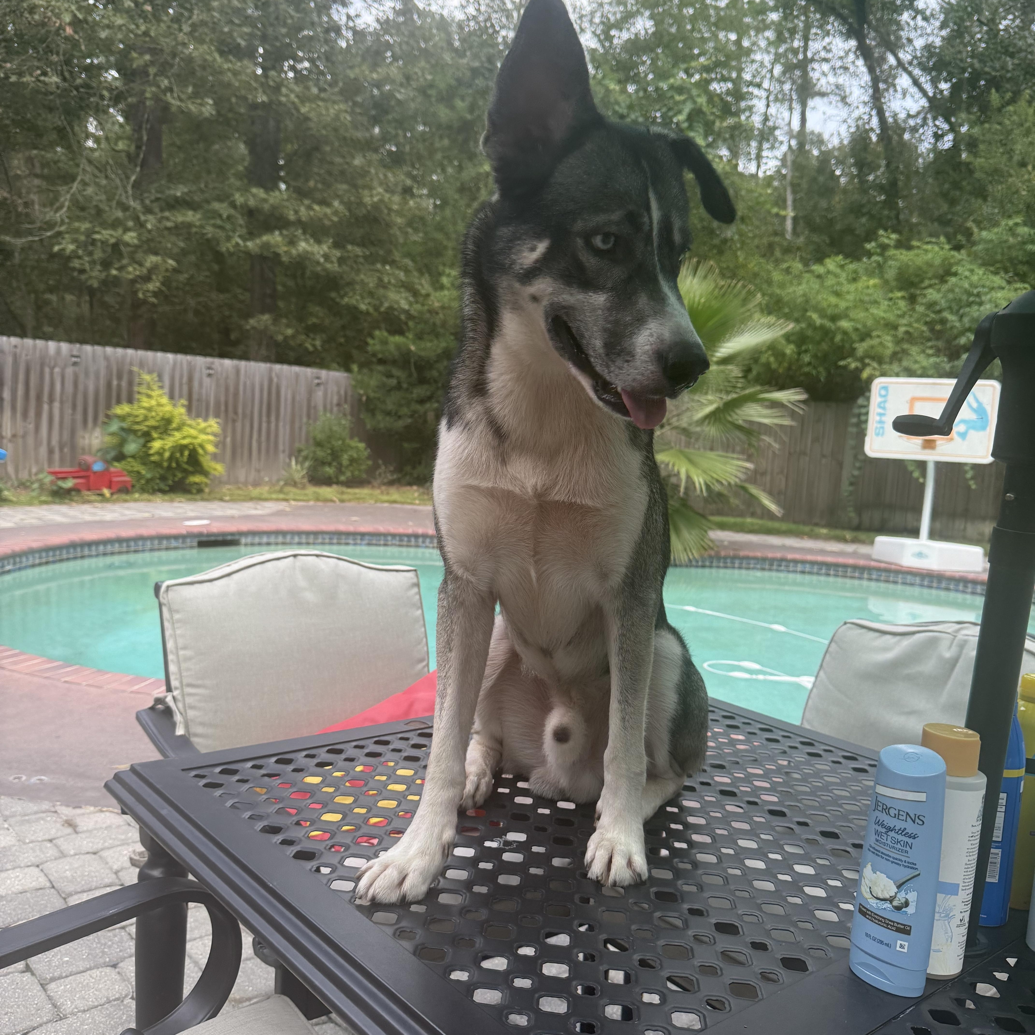Roman, a ADOPTABLE Husky in Mandeville, LA image 6/6