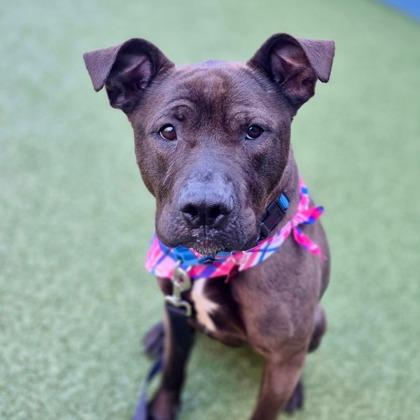 Enlarge Juniper, a Adoptable mixed breed in Merriam, KS image 1/3