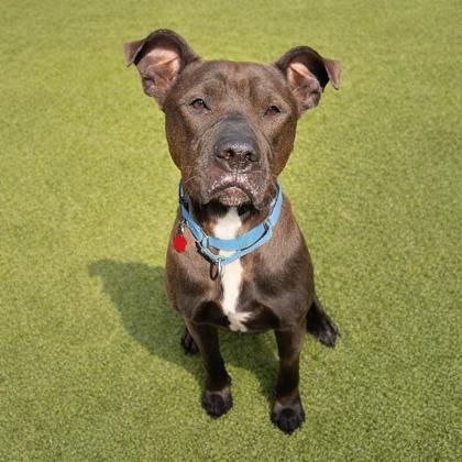 Enlarge Juniper, a Adoptable mixed breed in Merriam, KS image 3/3