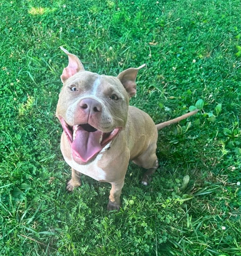 Kitty, ADOPTABLE, Young Female American Staffordshire Terrier.