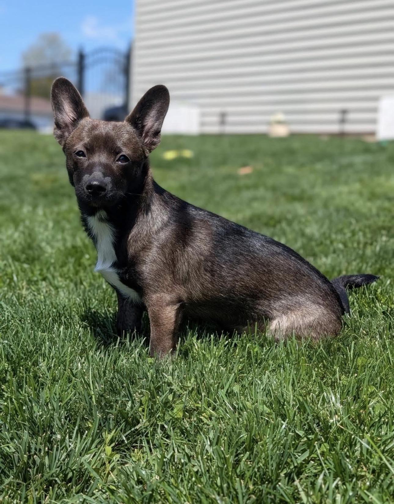 Enlarge Pepper, a ADOPTABLE mixed breed in Kutztown, PA image 3/3