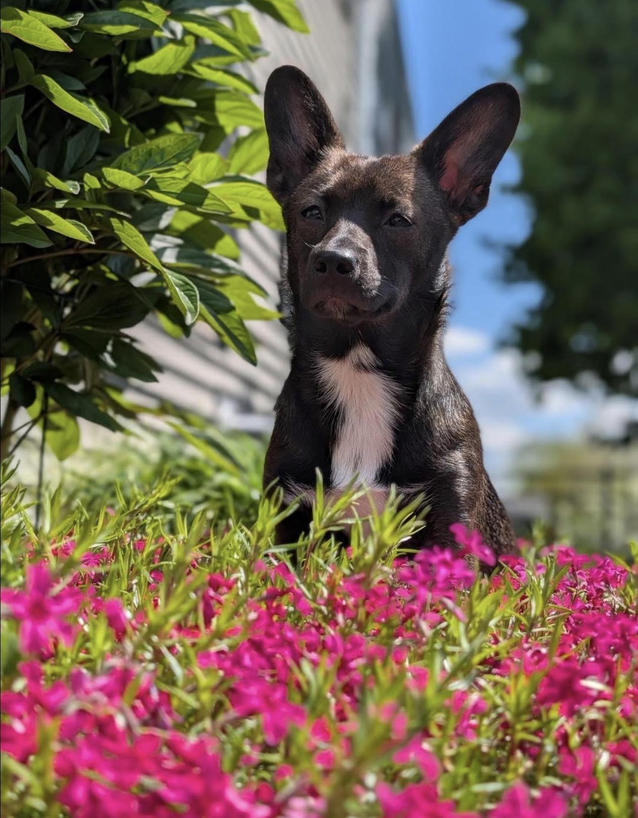 Enlarge Pepper, a ADOPTABLE mixed breed in Kutztown, PA image 1/3