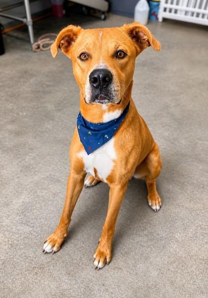 Snoopy, Adoptable, Adult Male Terrier & Mixed Breed.