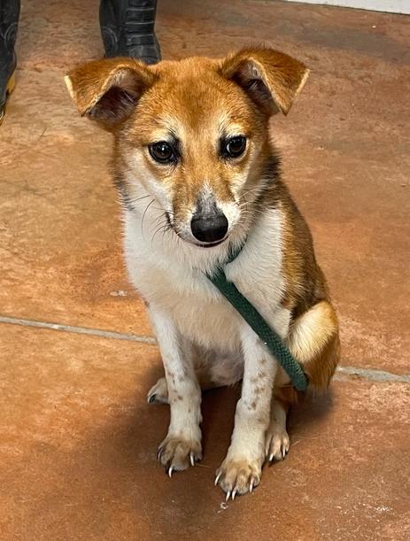 Enlarge Fox, a Adopted mixed breed in Bolivar, MO image 1/1