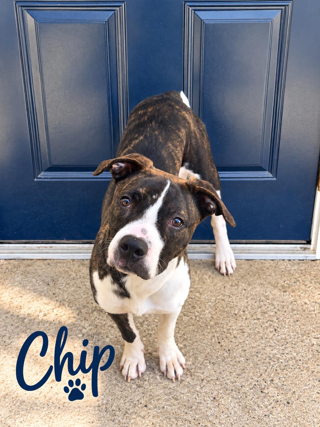 Chip, Adoptable, Young Male Cattle Dog.