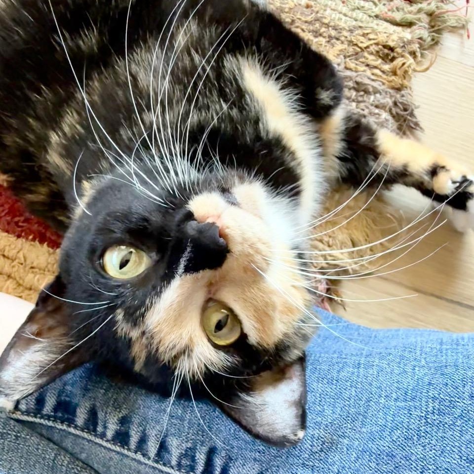 Enlarge Lovey, an adoptable Tortoiseshell in Minneapolis, MN image 2/6