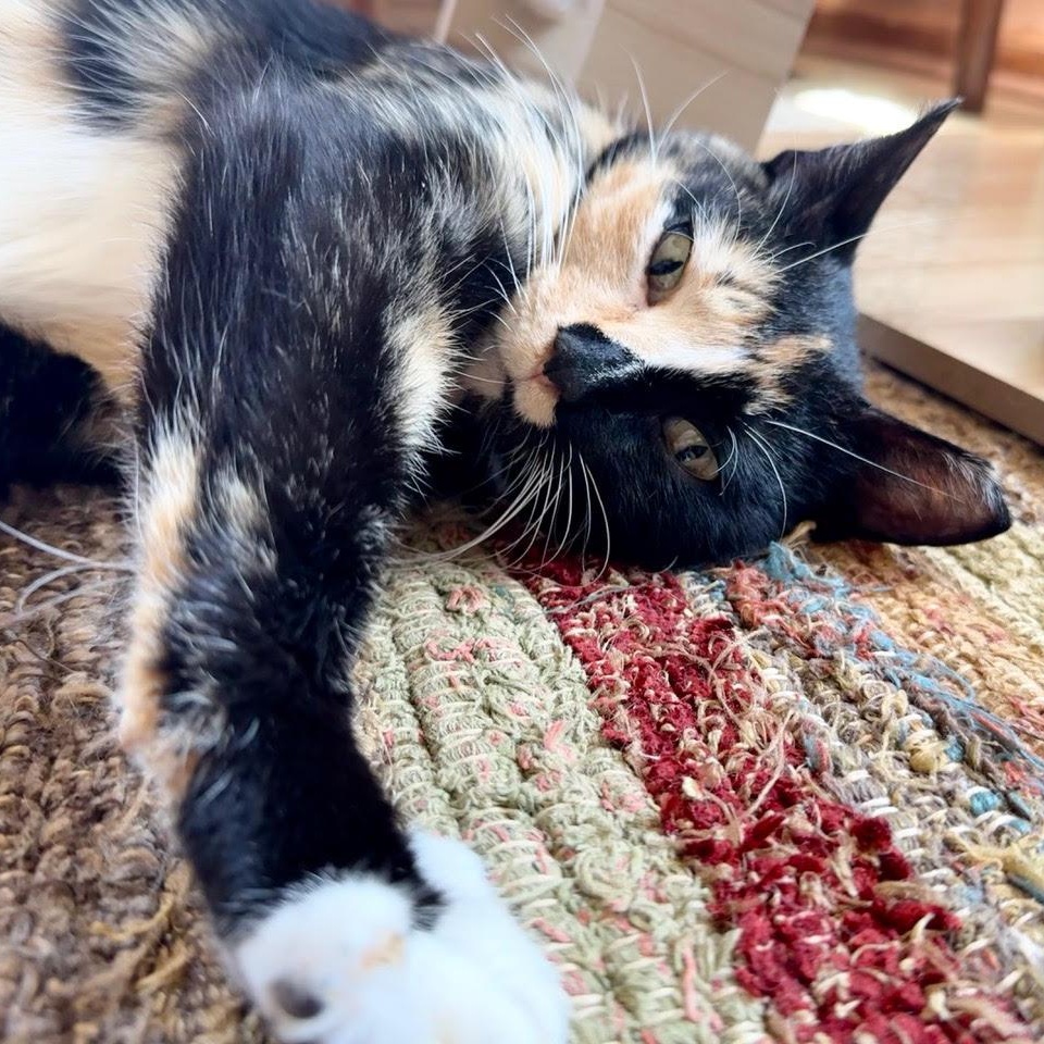 Enlarge Lovey, an adoptable Tortoiseshell in Minneapolis, MN image 6/6