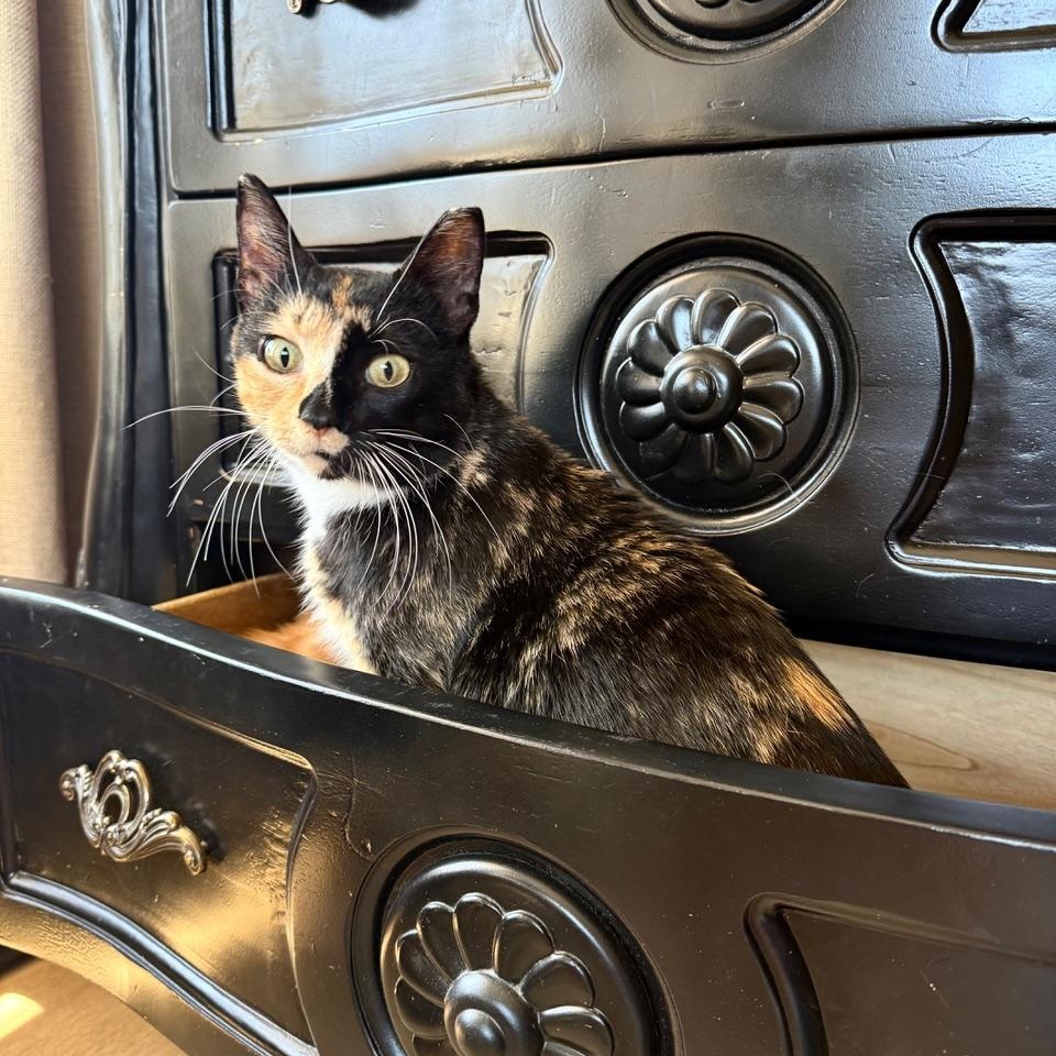Enlarge Lovey, an adoptable Tortoiseshell in Minneapolis, MN image 4/6