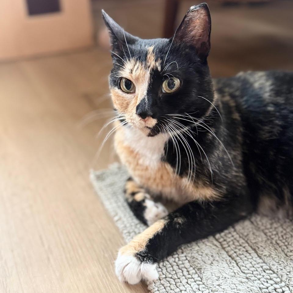 Enlarge Lovey, an adoptable Tortoiseshell in Minneapolis, MN image 1/6
