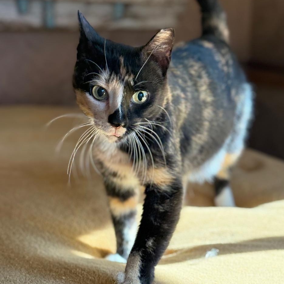 Enlarge Lovey, an adoptable Tortoiseshell in Minneapolis, MN image 3/6