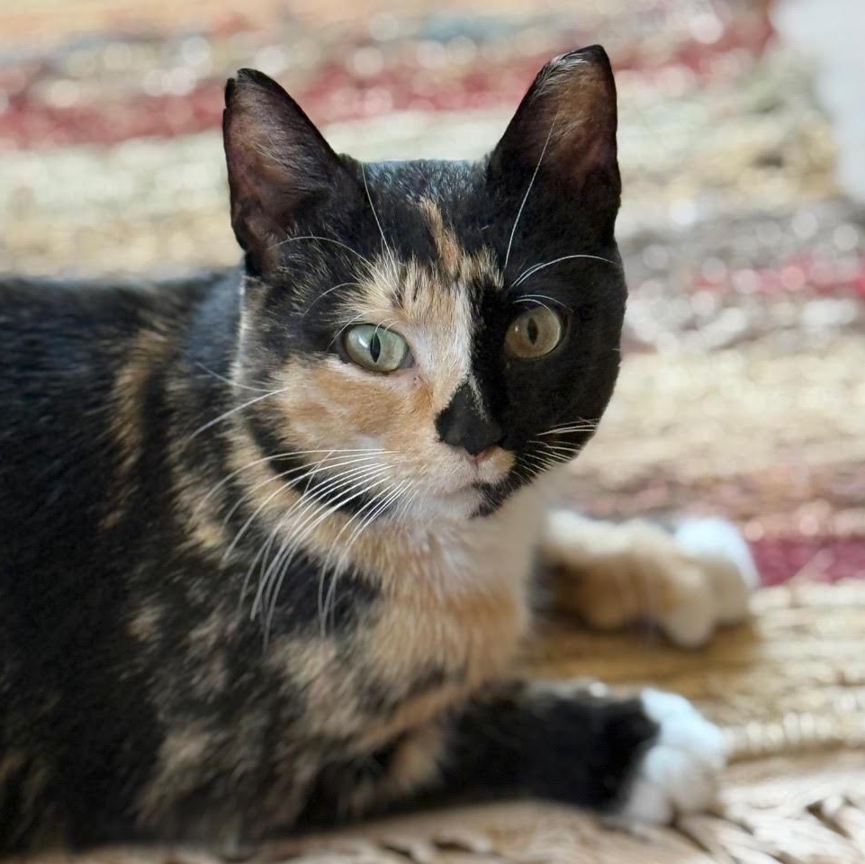 Enlarge Lovey, an adoptable Tortoiseshell in Minneapolis, MN image 5/6