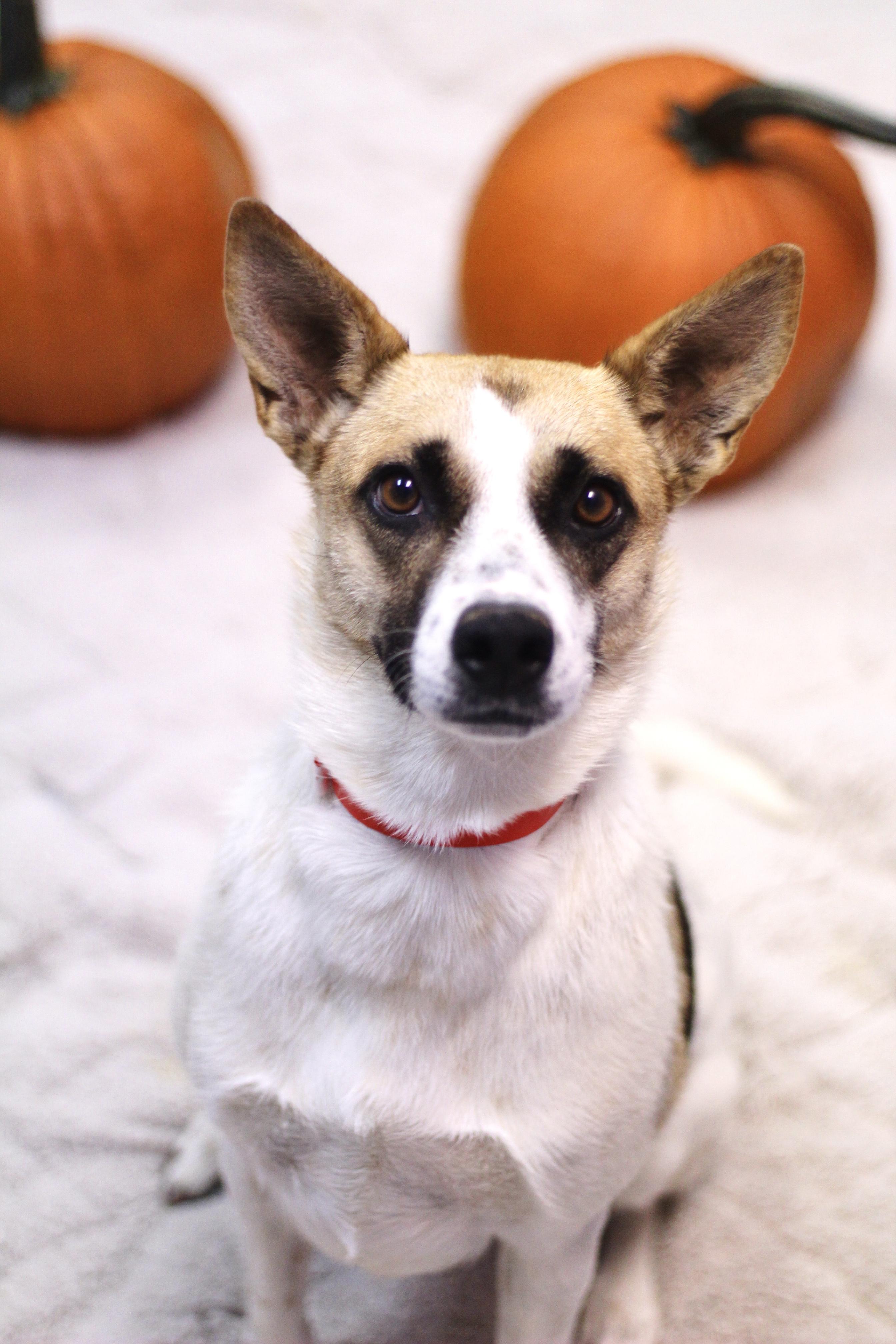 Dutchess in NH! Come Meet our Adoptable Dogs Wednesday-Saturday. More info in Bio!