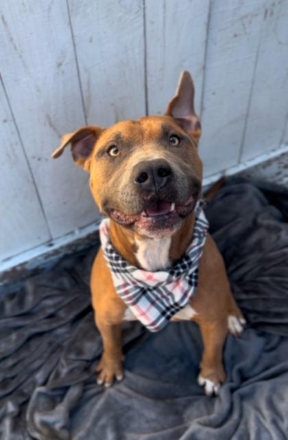 Mac American Staffordshire Terrier Dog