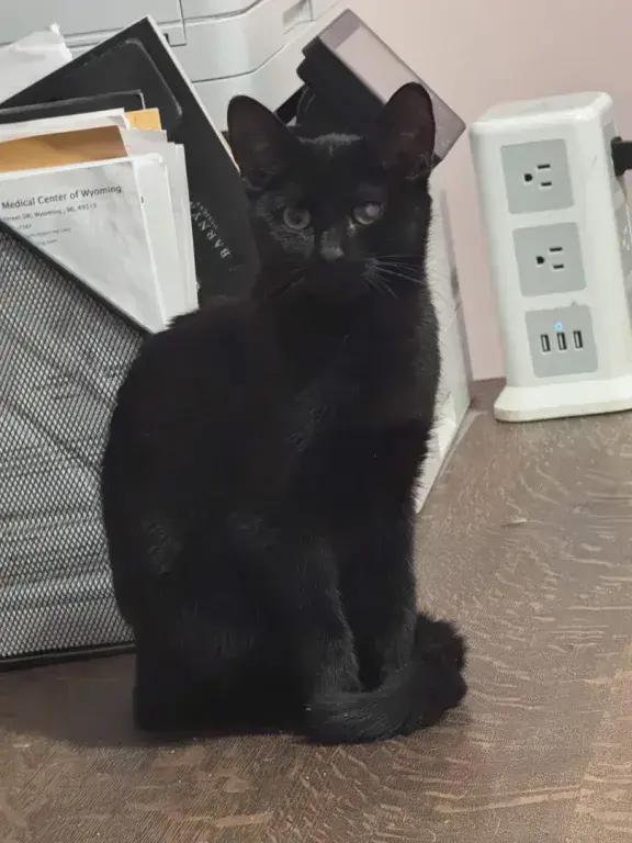 Hawkeye, Adoptable, Kitten Male Domestic Short Hair.