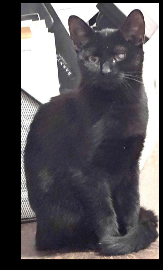 Enlarge Hawkeye, a Adoptable Domestic Short Hair in Grand Rapids, MI image 2/6