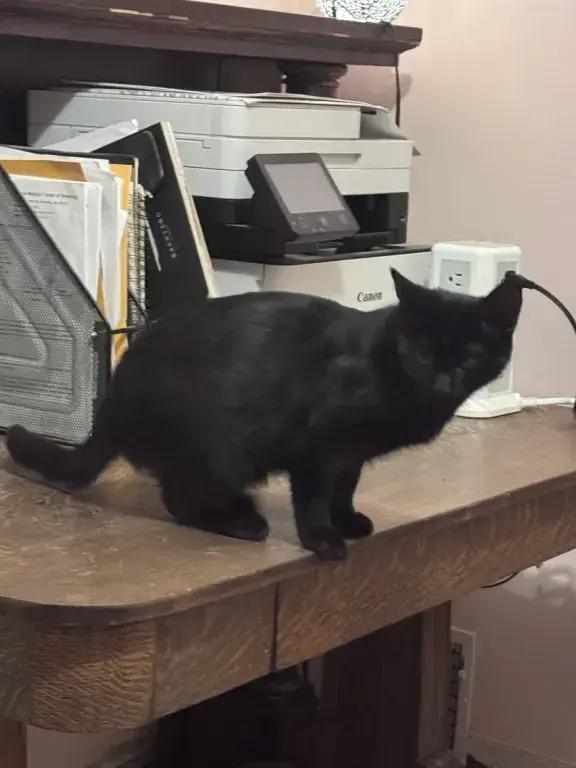 Enlarge Hawkeye, a Adoptable Domestic Short Hair in Grand Rapids, MI image 3/6