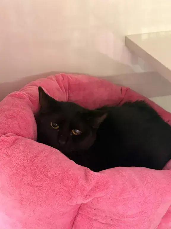 Enlarge Hawkeye, a Adoptable Domestic Short Hair in Grand Rapids, MI image 4/6