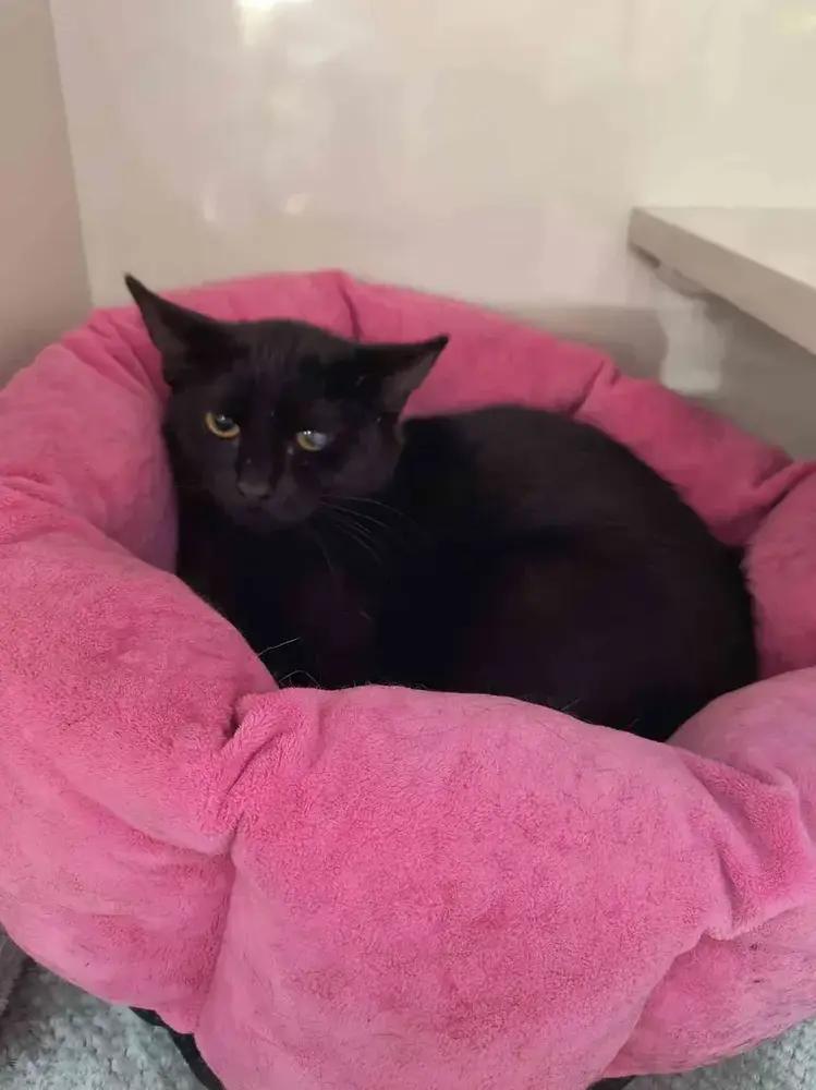 Enlarge Hawkeye, a Adoptable Domestic Short Hair in Grand Rapids, MI image 5/6