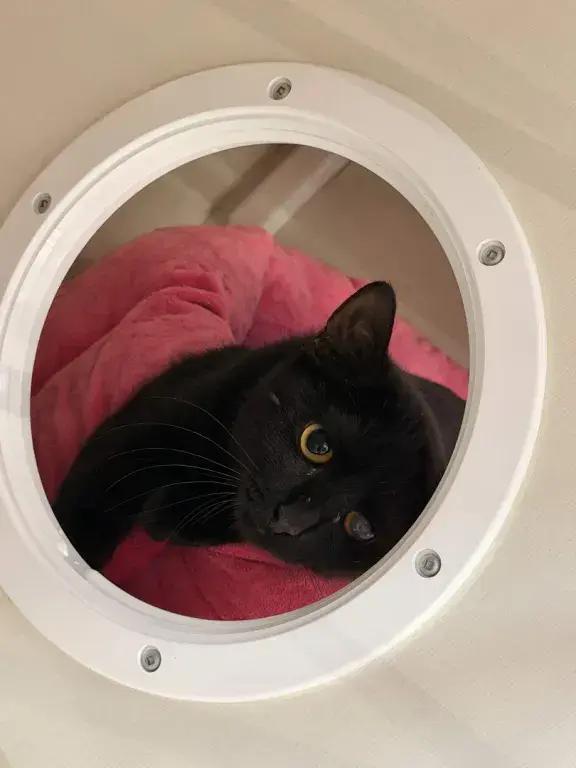 Enlarge Hawkeye, a Adoptable Domestic Short Hair in Grand Rapids, MI image 6/6