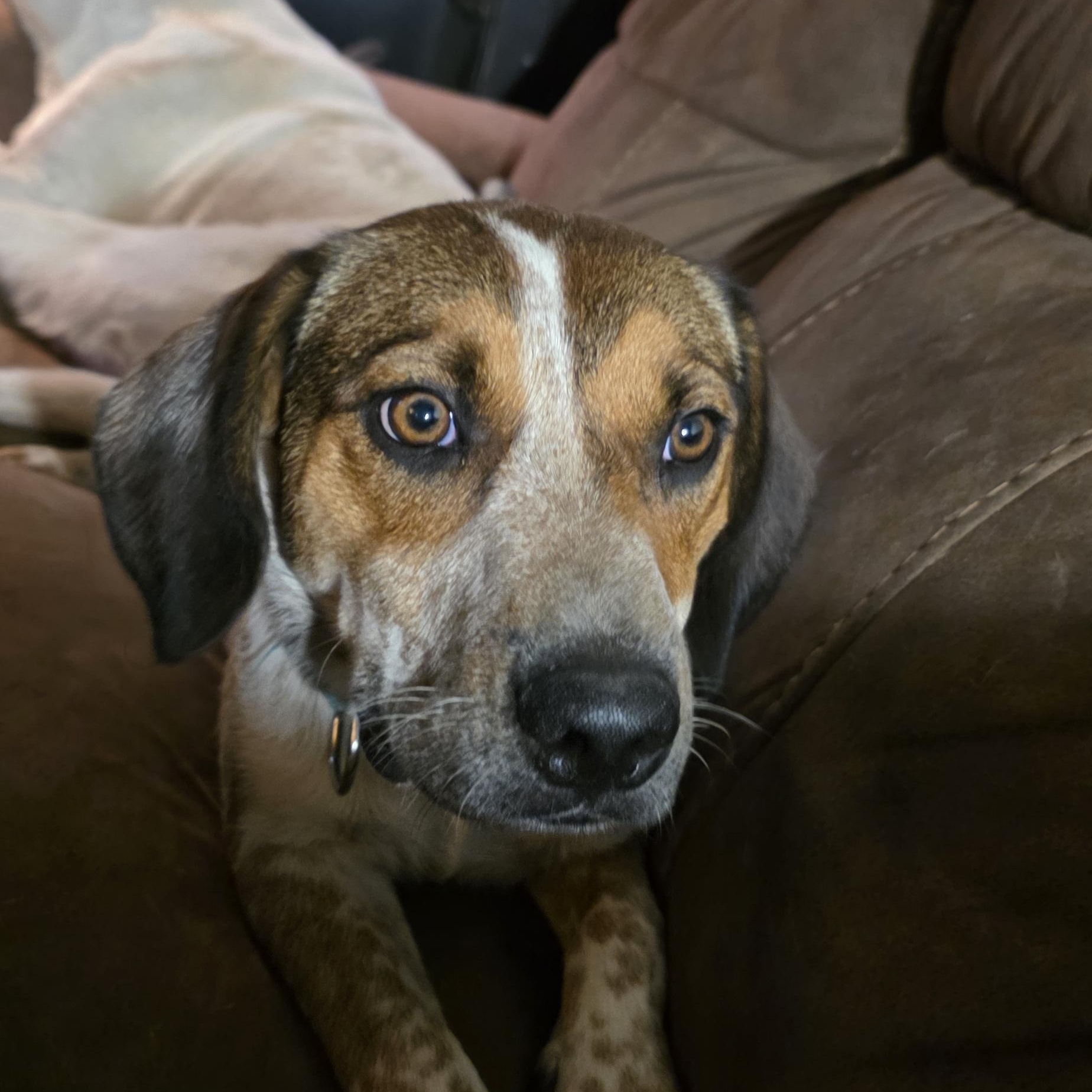 Enlarge Gunny, a ADOPTABLE mixed breed in Baker, LA image 2/5