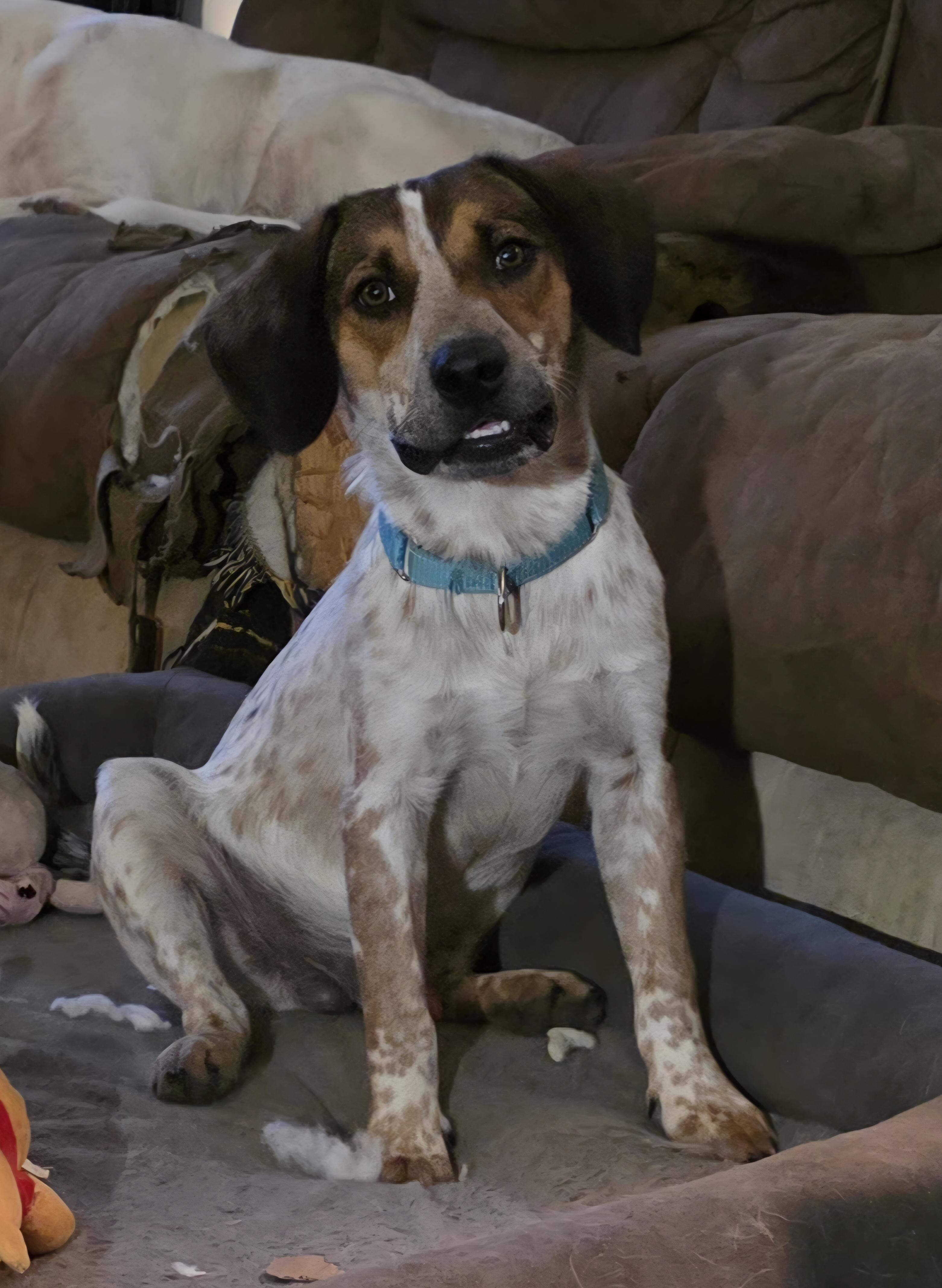 Gunny, ADOPTABLE, Young Male Beagle.