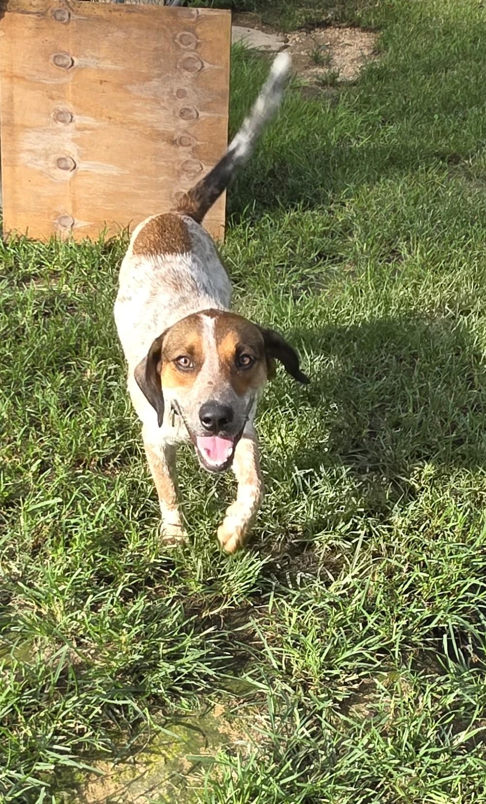 Enlarge Gunny, a ADOPTABLE mixed breed in Baker, LA image 3/5