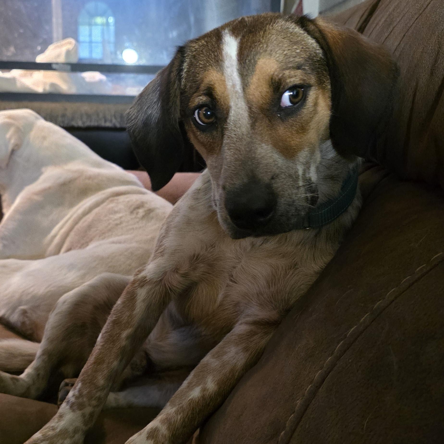 Enlarge Gunny, a ADOPTABLE mixed breed in Baker, LA image 4/5