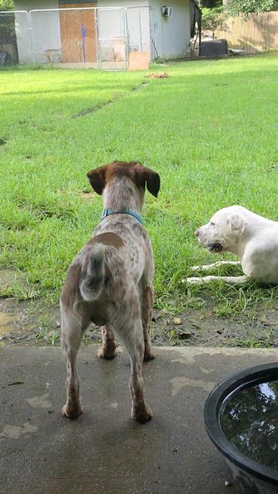 Enlarge Gunny, a ADOPTABLE mixed breed in Baker, LA video 5/5