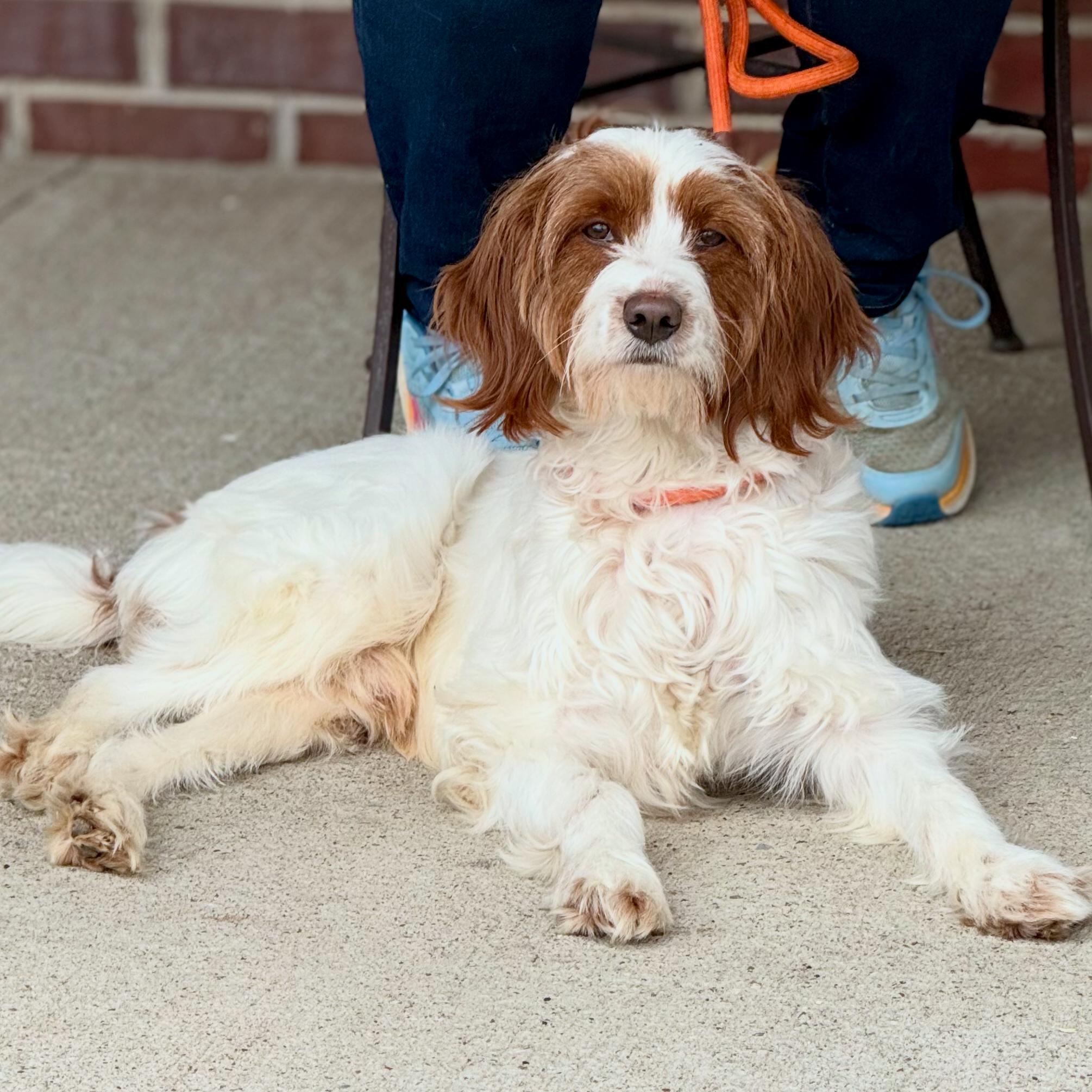 Enlarge Hugh, an adopted mixed breed in Gallatin, TN image 2/2