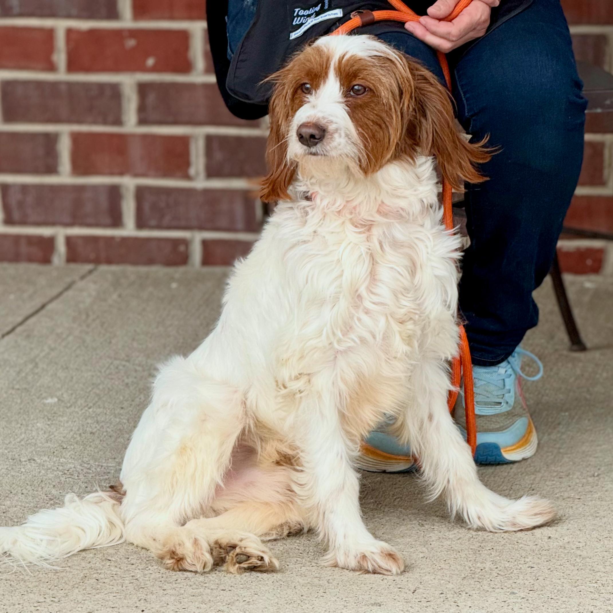 Enlarge Hugh, an adopted mixed breed in Gallatin, TN image 1/2