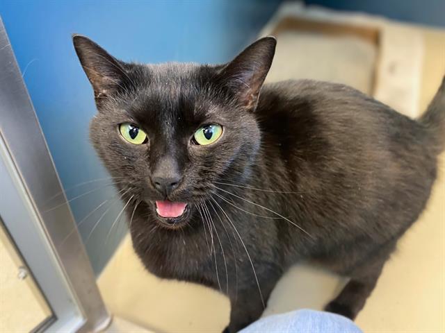 TRUFFLE, Adoptable, Adult Female Domestic Short Hair.