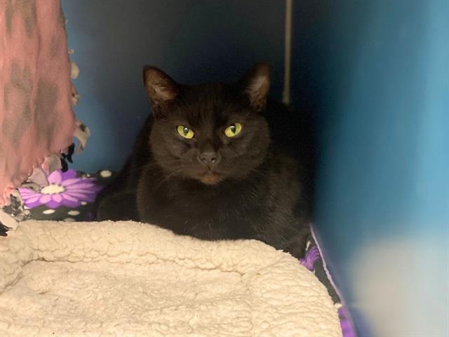 TRUFFLE, Adoptable, Adult Female Domestic Short Hair.