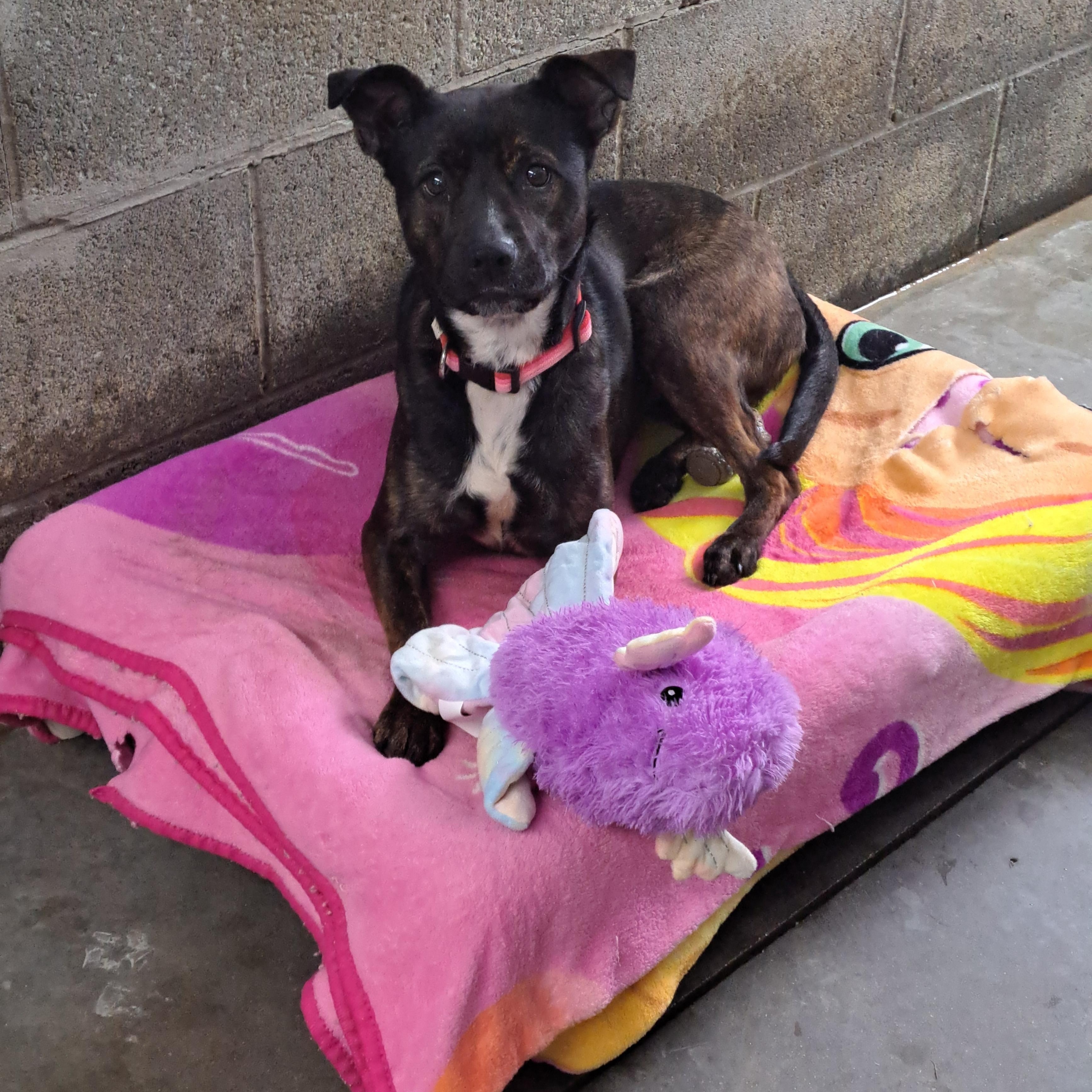 Jessie photo 1