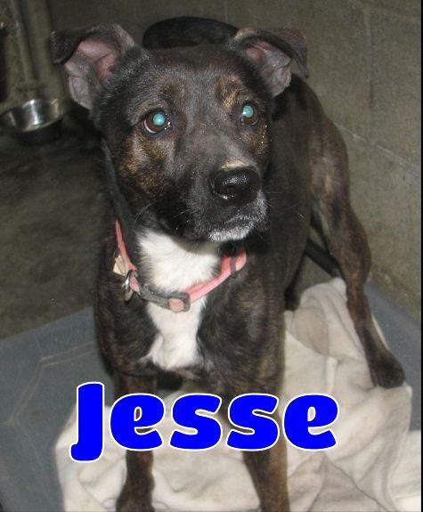 Jessie photo 6