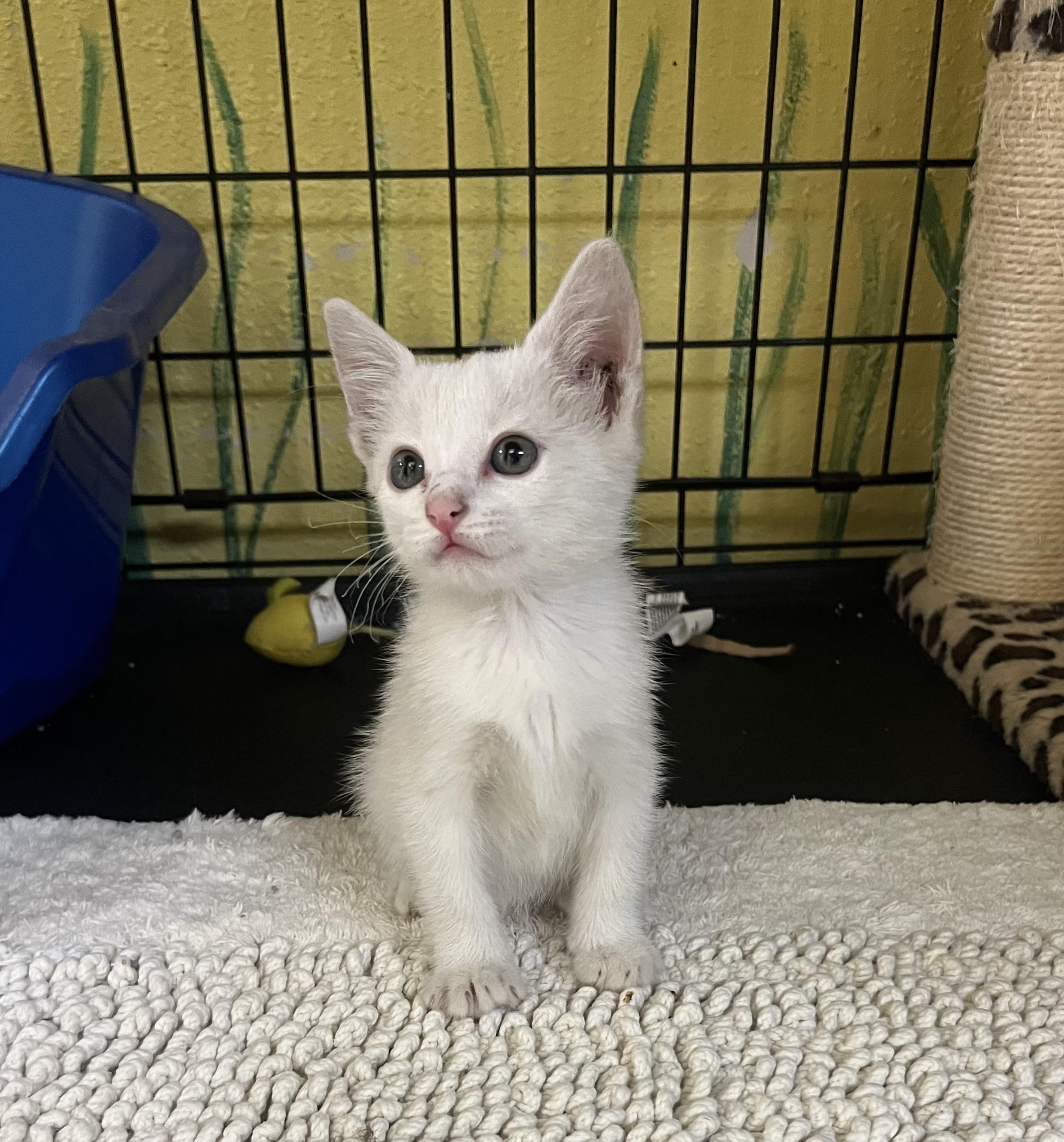 Enlarge Kodiac, a Adoptable Domestic Medium Hair in Hillsboro, TX image 1/3