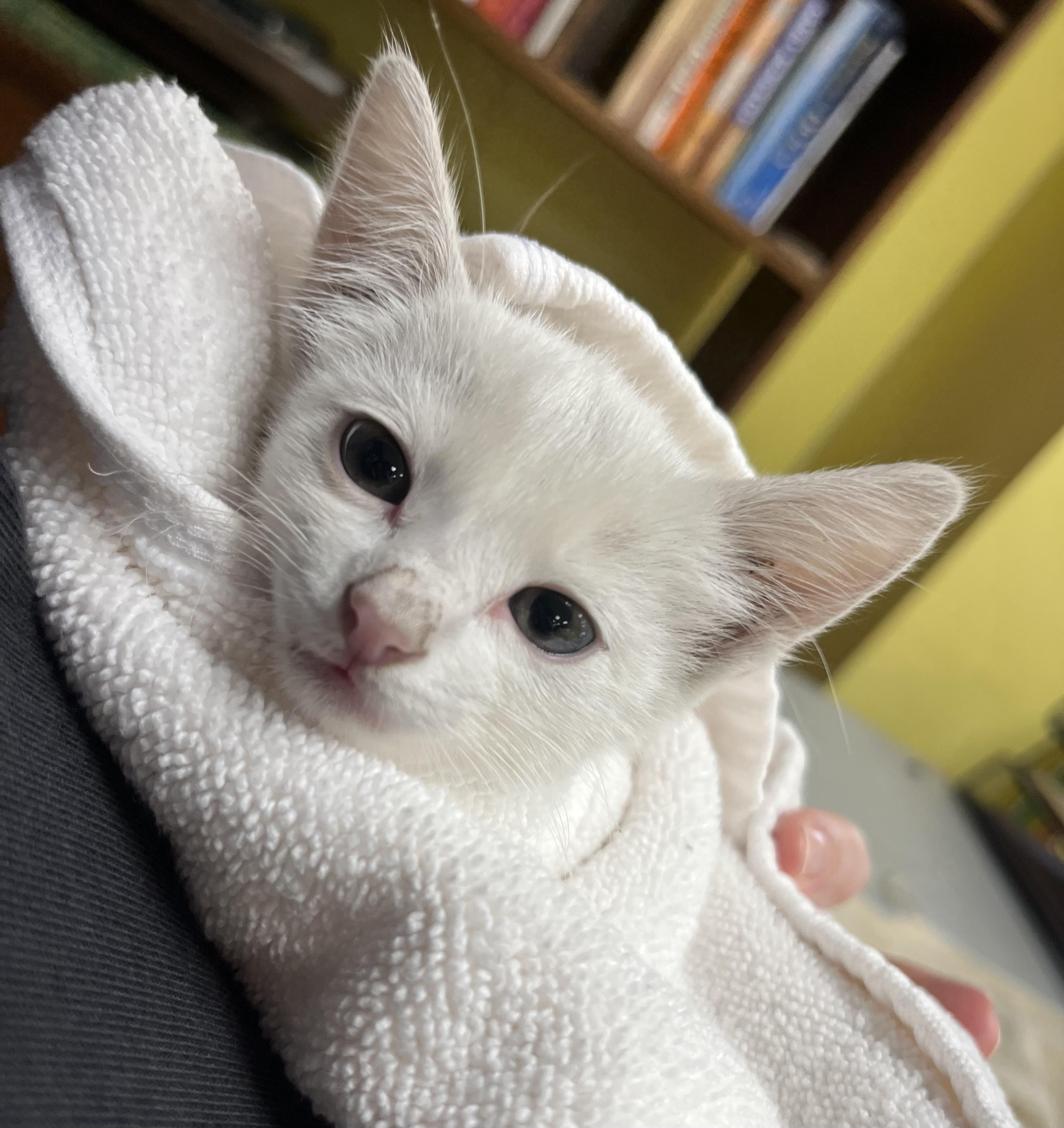 Enlarge Kodiac, a Adoptable Domestic Medium Hair in Hillsboro, TX image 3/3