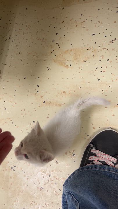 Enlarge Kodiac, a Adoptable Domestic Medium Hair in Hillsboro, TX video 2/3