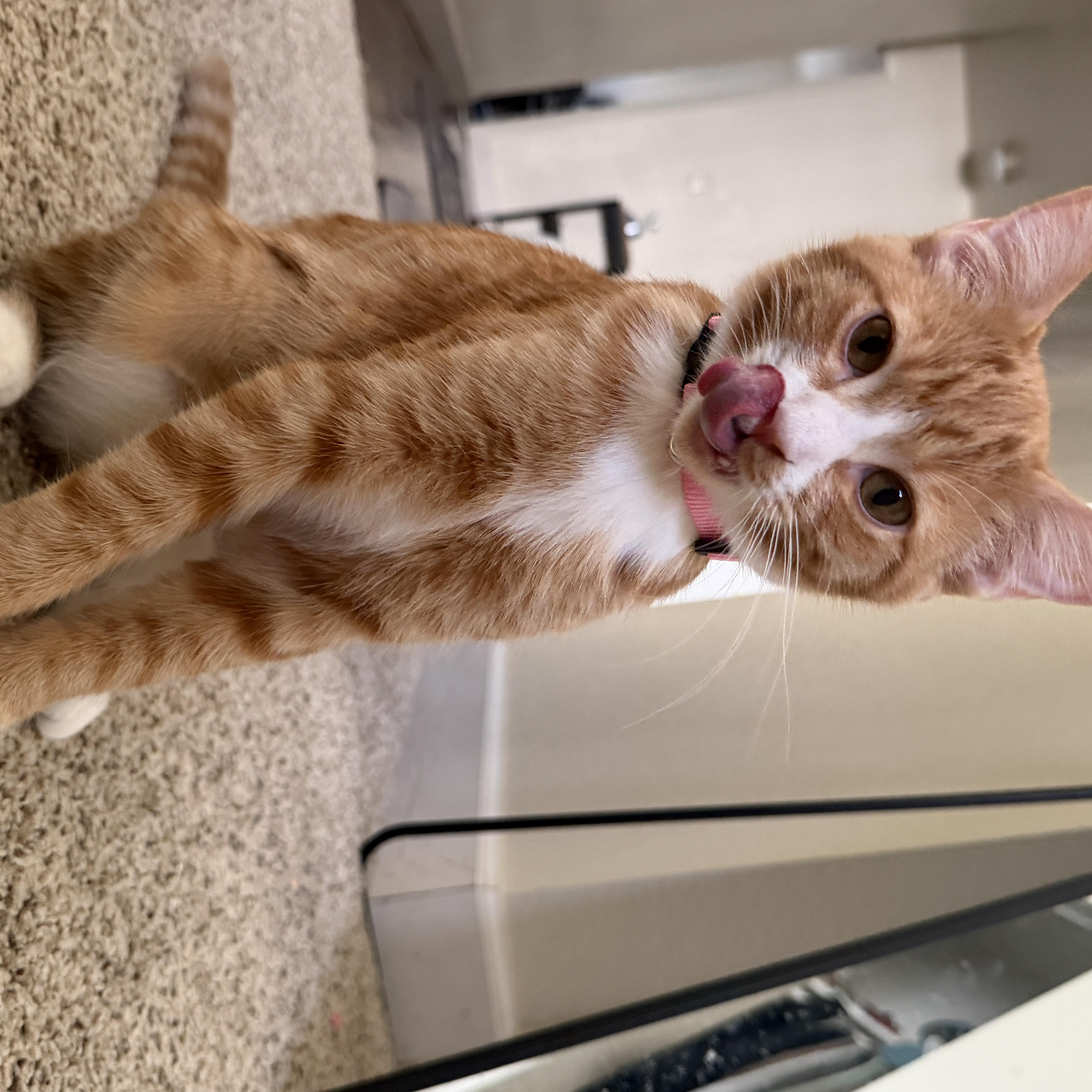 Enlarge Mimosa, a Adopted Domestic Short Hair in Davis, CA image 2/6