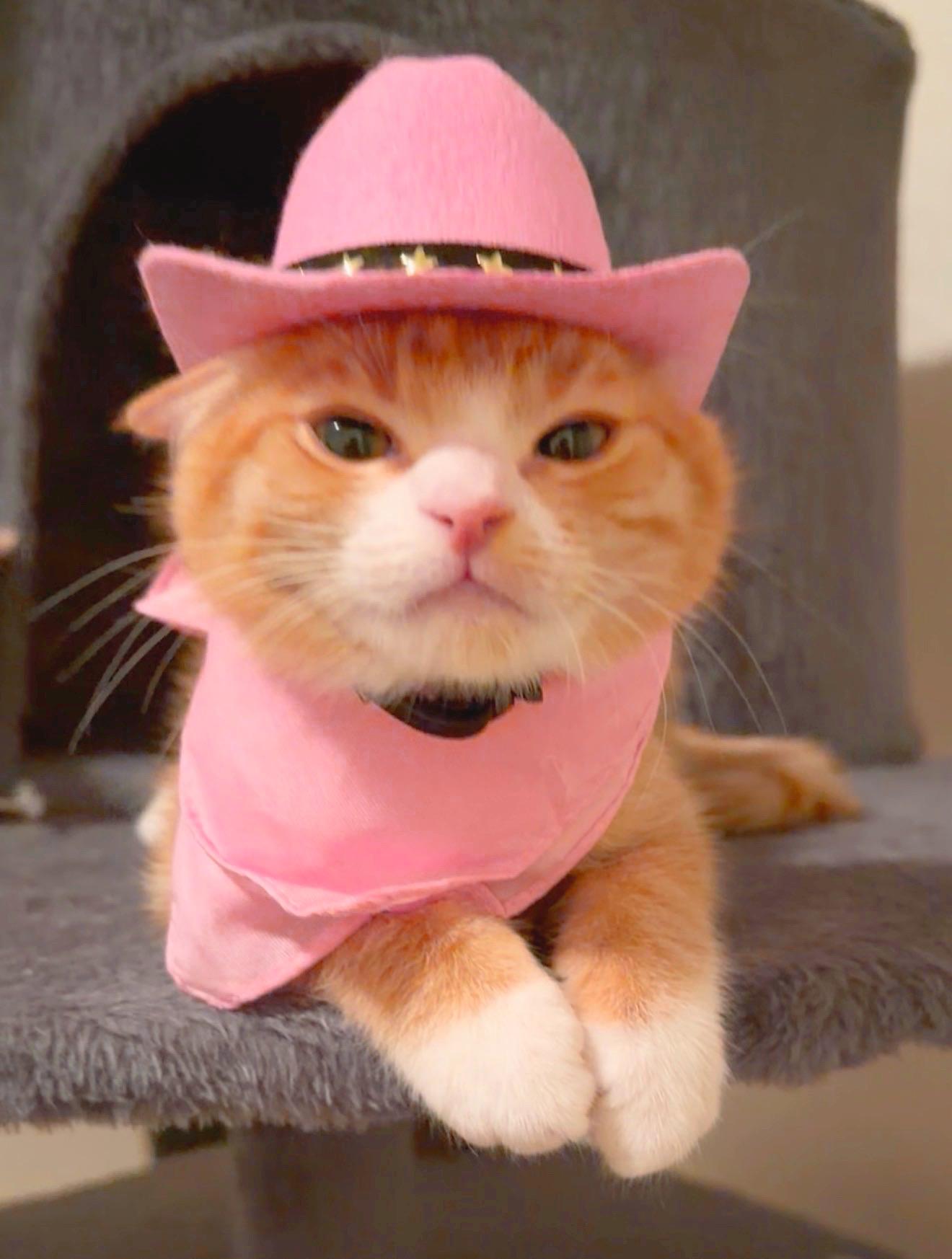 Enlarge Mimosa, a Adopted Domestic Short Hair in Davis, CA image 6/6