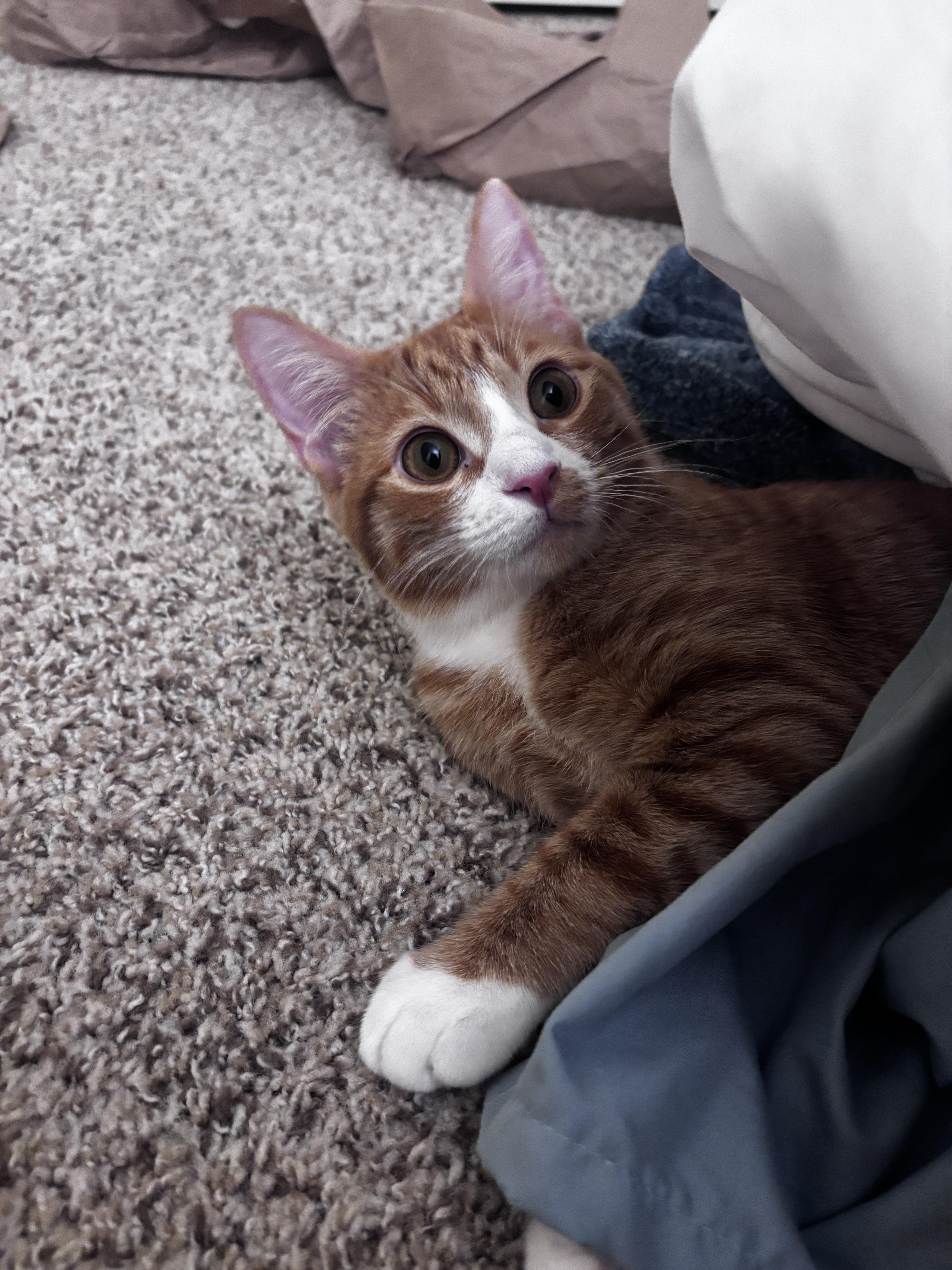Enlarge Mimosa, a Adopted Domestic Short Hair in Davis, CA image 4/6