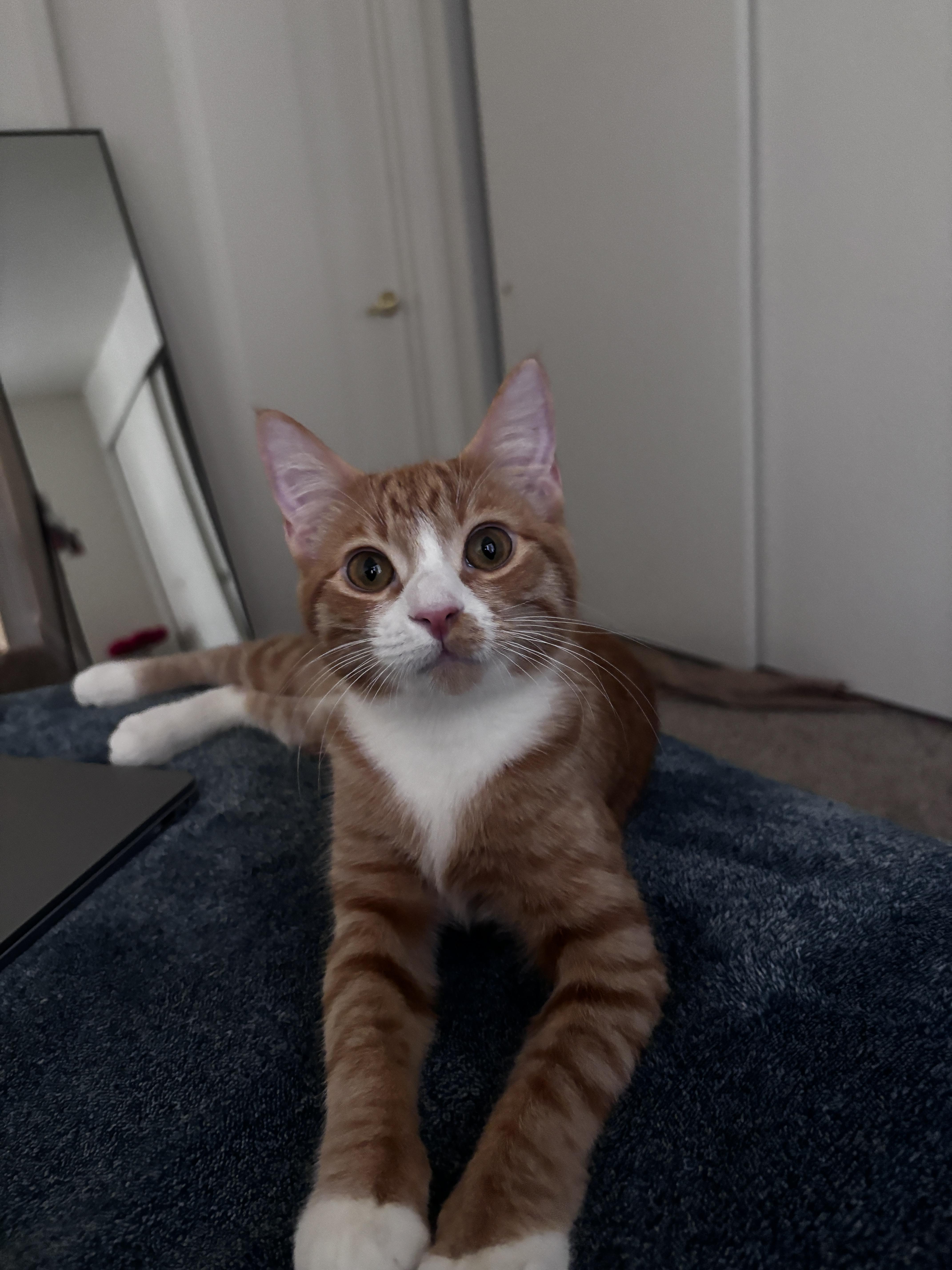 Enlarge Mimosa, a Adopted Domestic Short Hair in Davis, CA image 3/6