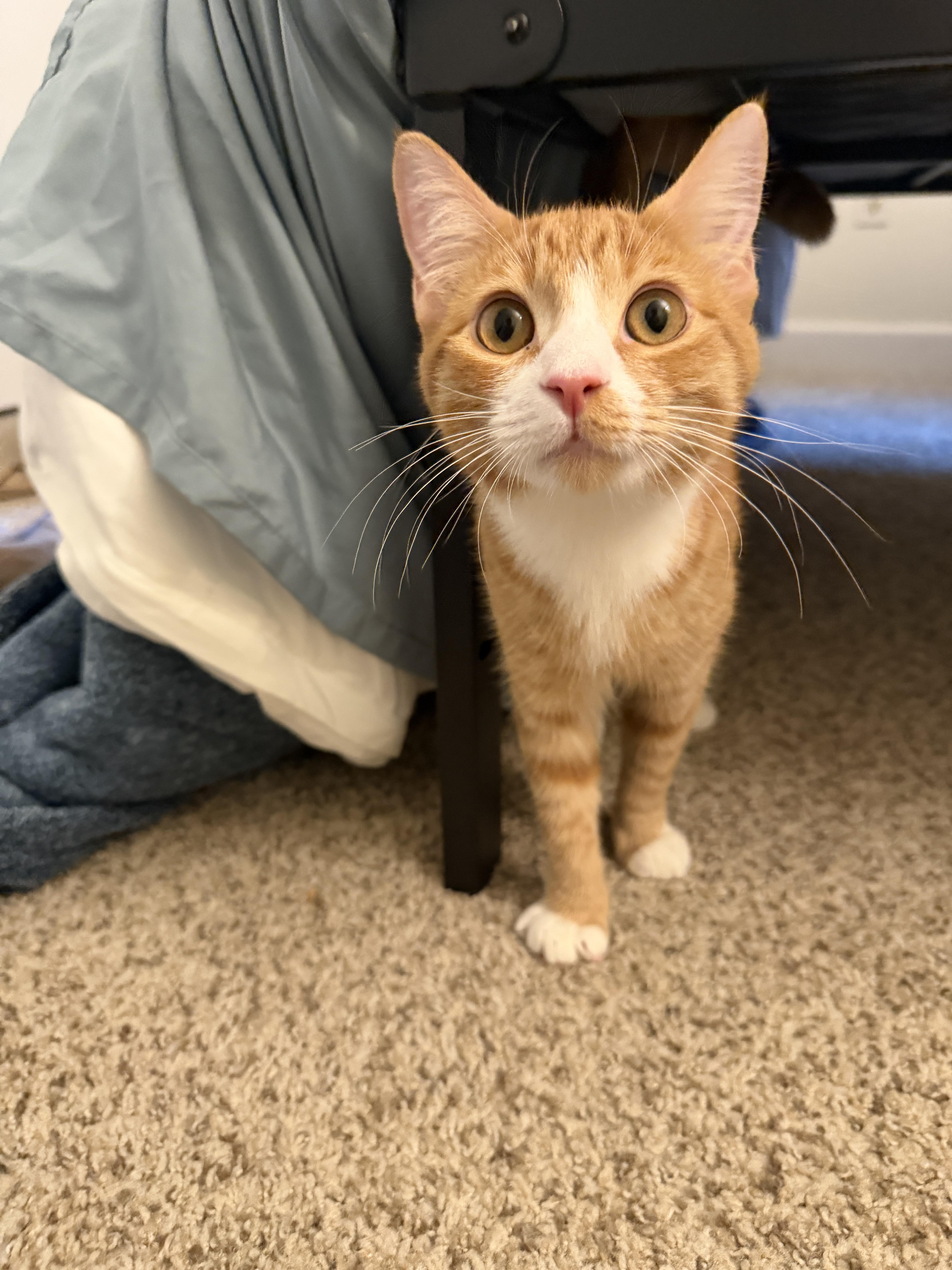 Enlarge Mimosa, a Adopted Domestic Short Hair in Davis, CA image 5/6