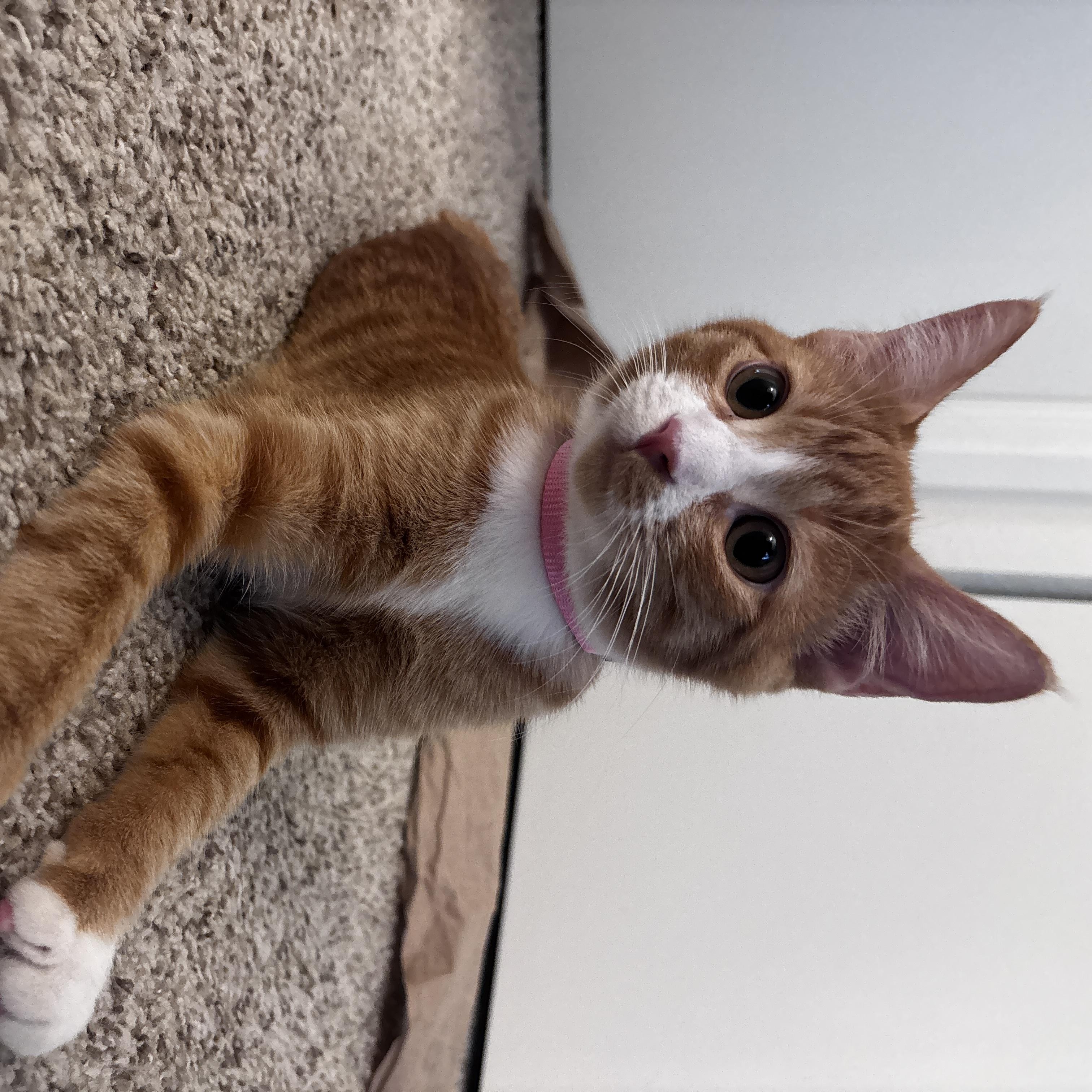 Mimosa, Adopted, Kitten Female Domestic Short Hair.
