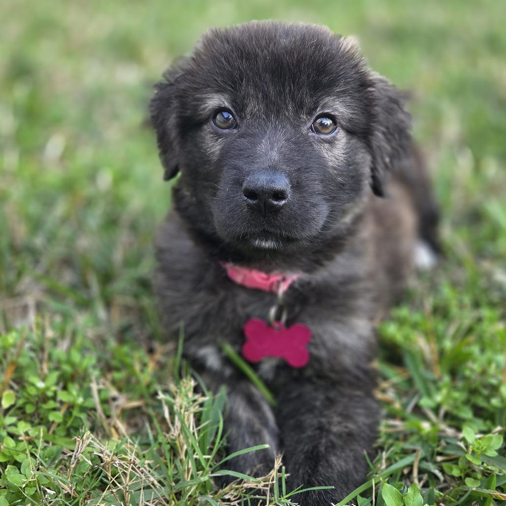 Enlarge Faith, a Adoptable mixed breed in Houston, TX image 1/4