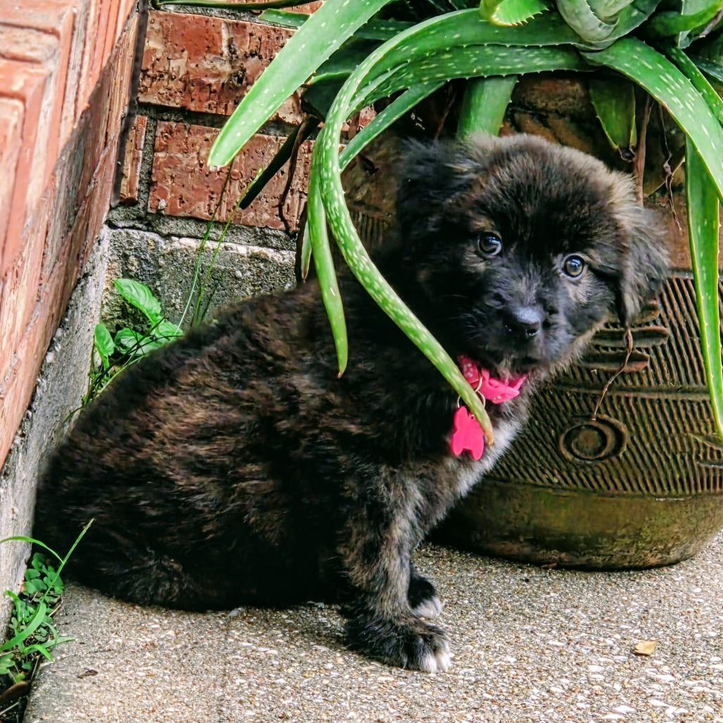 Enlarge Faith, a Adoptable mixed breed in Houston, TX image 2/4