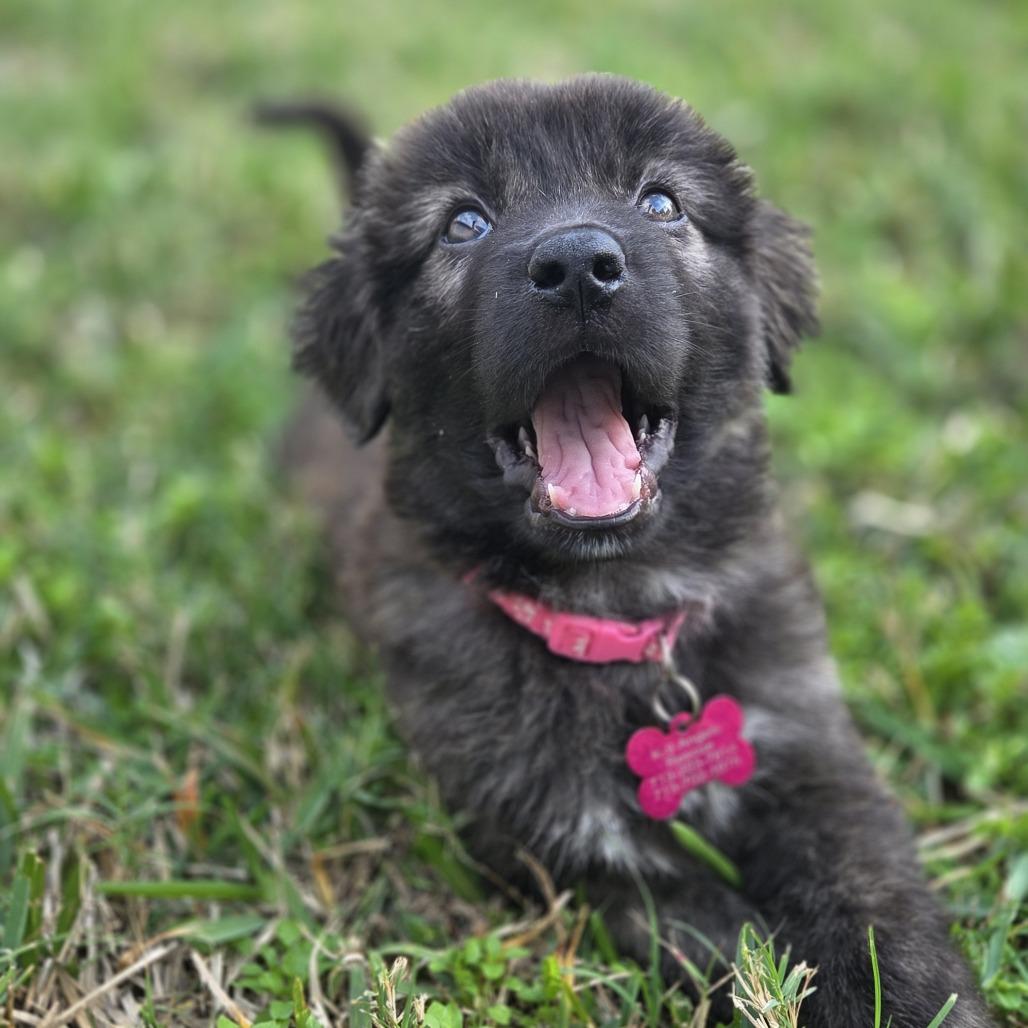 Enlarge Faith, a Adoptable mixed breed in Houston, TX image 3/4