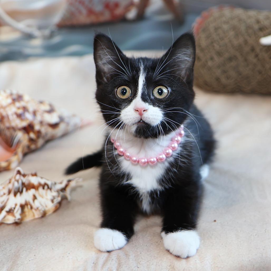 Francesca, a Adoptable Domestic Medium Hair in FAIRWAY, KS image 1/6